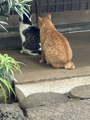 ご飯待ち整列ネコちゃん（2024/05/26 10:25）村井 ことみのブログ画像