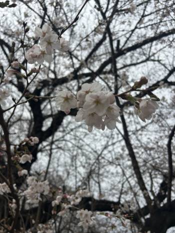 ちょっと天気が、（2026/03/31 11:11）村井 ことみのブログ画像