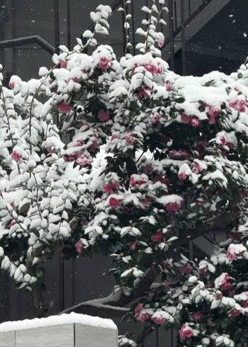 ❄︎おはようございます❄︎（2026/02/08 11:05）斉藤 つむぎのブログ画像